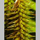 znalezisko 20120801.1.jmak - Carex pseudocyperus (turzyca nibyciborowata); ok. Czerska, woj. pomorskie