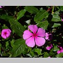 znalezisko 00010000.09_9_83.jmak - Catharanthus roseus (barwinek różowy); ogr. bot.