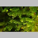 Cephalozia lunulifolia (głowiak półksiężycowaty)