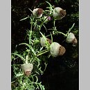 znalezisko 00010000.09_10_35.jmak - Cirsium eriophorum (ostrożeń głowacz);  Niemcy, Donautal  