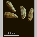 znalezisko 00010000.09_6_7.jmak - Cirsium vulgare (ostrożeń lancetowaty); Schw. Alb, Niemcy