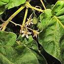 Solanum betaceum (cyfomandra grubolistna)