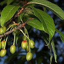Prunus serrula (wiÅ›nia tybetaÅ„ska)