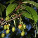 znalezisko 20220502.2.jmak - Prunus serrula (wiśnia tybetańska); Niemcy, Ogr. świata, Berlin Gärten der Welt