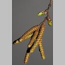 znalezisko 20220406.1.jmak - Ostrya carpinifolia (chmielograb europejski); Niemcy, wsch. Berlin