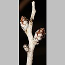 znalezisko 20210000.1.jmak - Pyrus salicifolia (grusza wierzbolistna); ogrody świata, DE Berlin