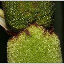znalezisko 20220628.1.jmak - Typha latifolia (pałka szerokolistna); wsch. Niemcy
