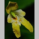 znalezisko 20200608.1.jmak - Impatiens parviflora (niecierpek drobnokwiatowy)