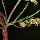 Artemisia campestris (bylica polna)