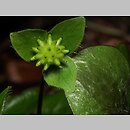 znalezisko 20180424.1.jmak - Hepatica nobilis (przylaszczka pospolita); Jura Szwabska, Niemcy