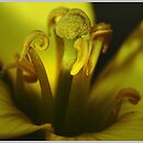 znalezisko 00010000.315.jmak - Diplotaxis tenuifolia (dwurząd wąskolistny)
