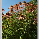 znalezisko 00010000.09_5_4.jmak - Echinacea purpurea (jeżówka purpurowa); Freiburg, Niemcy