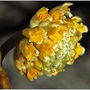 znalezisko 20130401.3.jmak - Edgeworthia chrysantha (edgeworthia papierodajna)