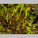 znalezisko 00010000.57.jmak - Encalypta vulgaris (opończyk szczypcowy)