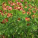 Euphorbia cyparissias (wilczomlecz sosnka)