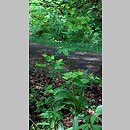 znalezisko 00010000.08_18_6.jmak - Euphorbia dulcis (wilczomlecz słodki); Schw. Alb, Niemcy