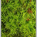 znalezisko 00010000.62.jmak - Kindbergia praelonga (kindbergia długogałęzista); poł.-zach. Niemcy