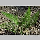 znalezisko 00010000.09_7_17.jmak - Foeniculum vulgare (fenkuł włoski); ogród zielny, Niemcy