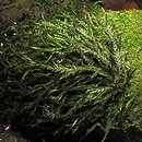 Ceratophyllum demersum-Fontinalis antipyretica - ugrupowania zdrojka pospolitego