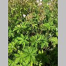 znalezisko 00010000.0814c.jmak - Geranium pratense (bodziszek łąkowy); ok. Łeby