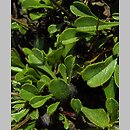 znalezisko 00010000.09_9_94.jmak - Globularia cordifolia (kulnik sercolistny); ogr. bot.
