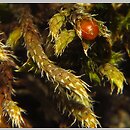 Hedwigia ciliata (hedwigia rzęsowata)