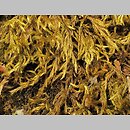 znalezisko 00010000.80.jmak - Homalothecium lutescens (namurnik żółtawy)