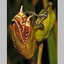 znalezisko 20120902.1.jmak - Iris versicolor (kosaciec różnobarwny)