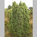 znalezisko 00010000.jm13_49.jmak - Juniperus communis (jałowiec pospolity); Jastrzębia-Góra