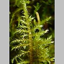 znalezisko 00010000.342.jmak - Kindbergia praelonga (kindbergia długogałęzista)