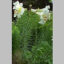 Lilium regale (lilia krÃ³lewska)