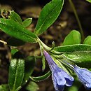 Lithodora oleifolia (litodora oliwkolistna)
