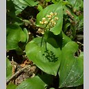 znalezisko 00010000.09_10_33.jmak - Maianthemum bifolium (konwalijka dwulistna);  Niemcy, Donautal  