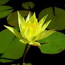 Nymphaea African Gold