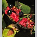 znalezisko 20120902.2.jmak - Paeonia mlokosewitschii (piwonia Młokosiewicza); Niemcy