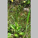 znalezisko 00010000.293.jmak - Parnassia palustris (dziewięciornik błotny)