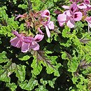 Pelargonium quercifolium (pelargonia dębolistna)