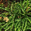 Plagiothecium curvifolium (dwustronek zgiętolistny)