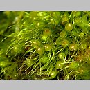 znalezisko 00010000.165.jmak - Pleuridium acuminatum (karczyk zaostrzony); poł.-zach.Niemcy