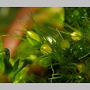 Pleuridium acuminatum (karczyk zaostrzony)