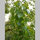 Populus nigra (topola czarna)