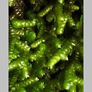 parzoch pieprzowy (Porella arboris-vitae)