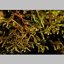 znalezisko 00010000.153.jmak - Porella platyphylla (parzoch szerokolistny)