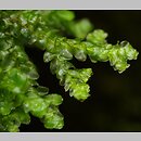 parzoch szerokolistny (Porella platyphylla)