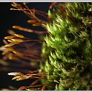 korowiec wielozarodnikowy (Pylaisia polyantha)
