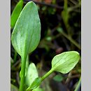 znalezisko 00010000.09_6_3.jmak - Ranunculus flammula (jaskier płomiennik); Schw. Alb, Niemcy