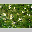 znalezisko 00010000.06b_107.jmak - Ranunculus trichophyllus (jaskier skąpopręcikowy); Donautal, Schw. Alb, Niemcy