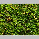 znalezisko 00010000.172.jmak - Riccardia latifrons (lśniątka szerokoplechowa); poł.-zach.Niemcy