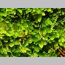 Riccardia latifrons (lśniątka szerokoplechowa)