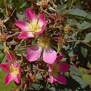 znalezisko 00010000.09_2_11.jmak - Rosa glauca (róża czerwonawa); Sigmaringen Niemcy